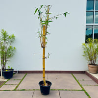 Yellow bamboo, Phyllostachys aurea