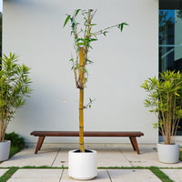Yellow bamboo, Phyllostachys aurea