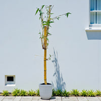 Yellow bamboo, Phyllostachys aurea