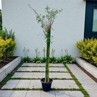Bambusa Green – Tropical Bamboo