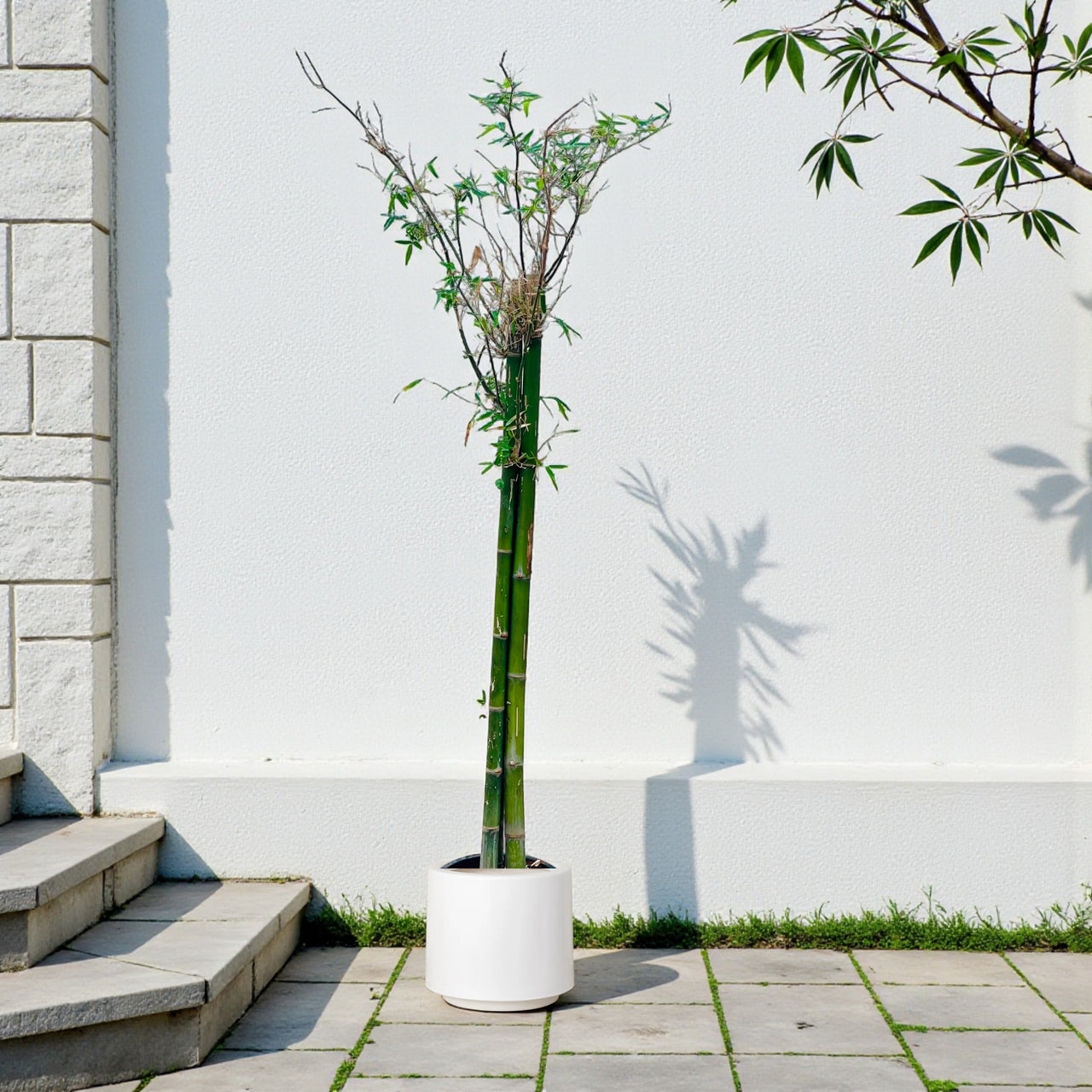 Bambusa Green – Tropical Bamboo