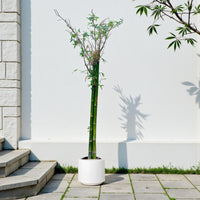 Bambusa Green – Tropical Bamboo