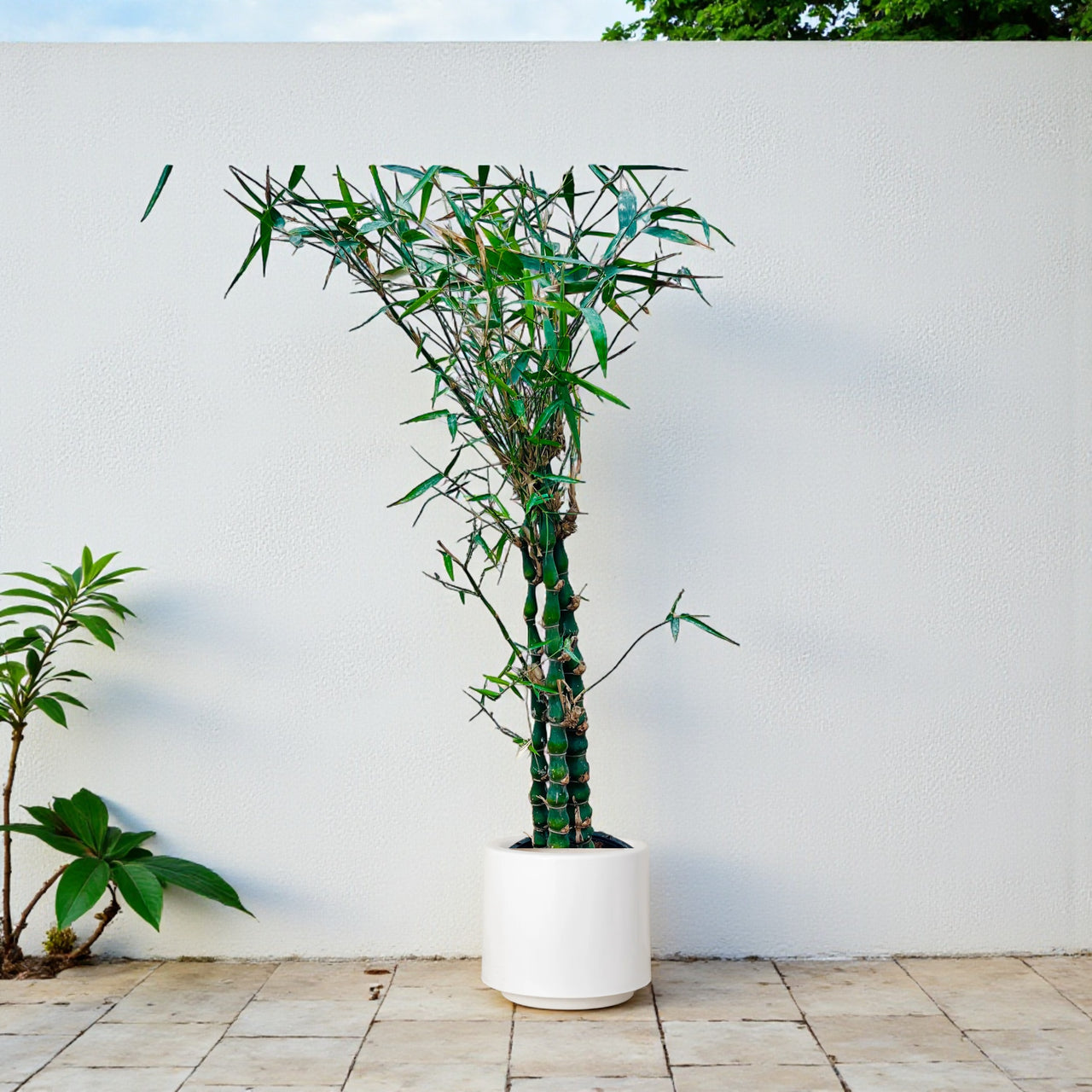 Bambusa Ventricosa – Buddha’s Belly Bamboo