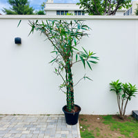Bambusa Ventricosa – Buddha’s Belly Bamboo