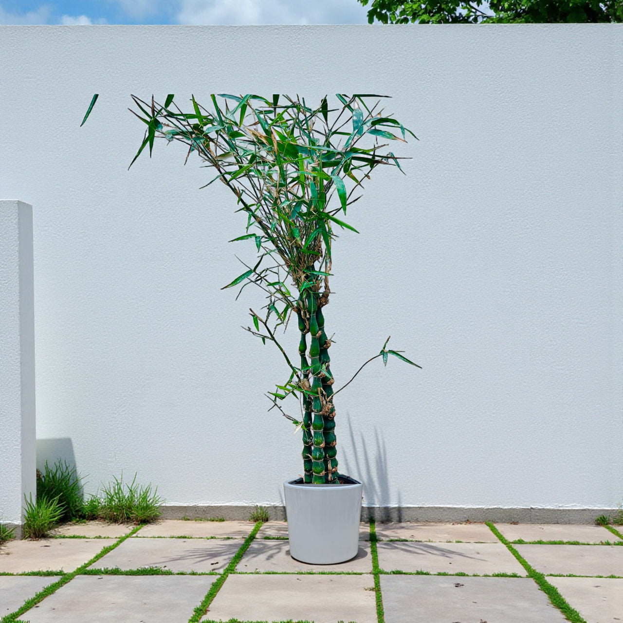 Bambusa Ventricosa – Buddha’s Belly Bamboo