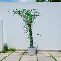 Bambusa Ventricosa – Buddha’s Belly Bamboo