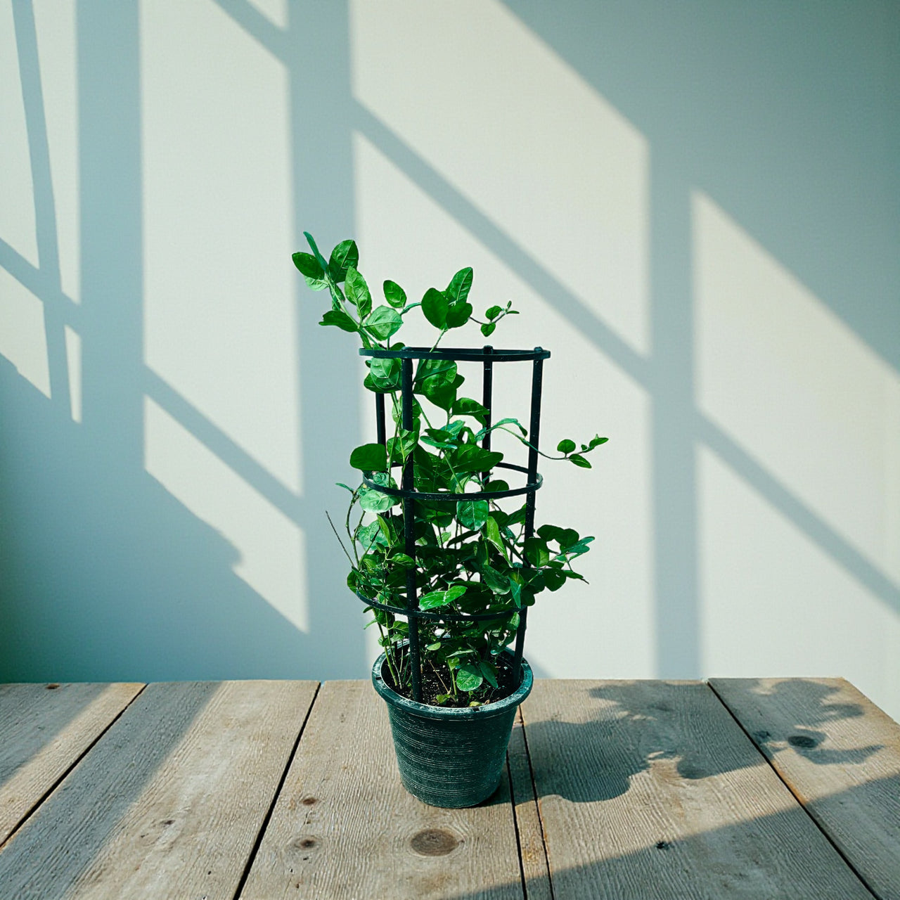 Jasminum sambac – The Arabian Jasmine