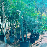 Phoenix Roebelenii Palm