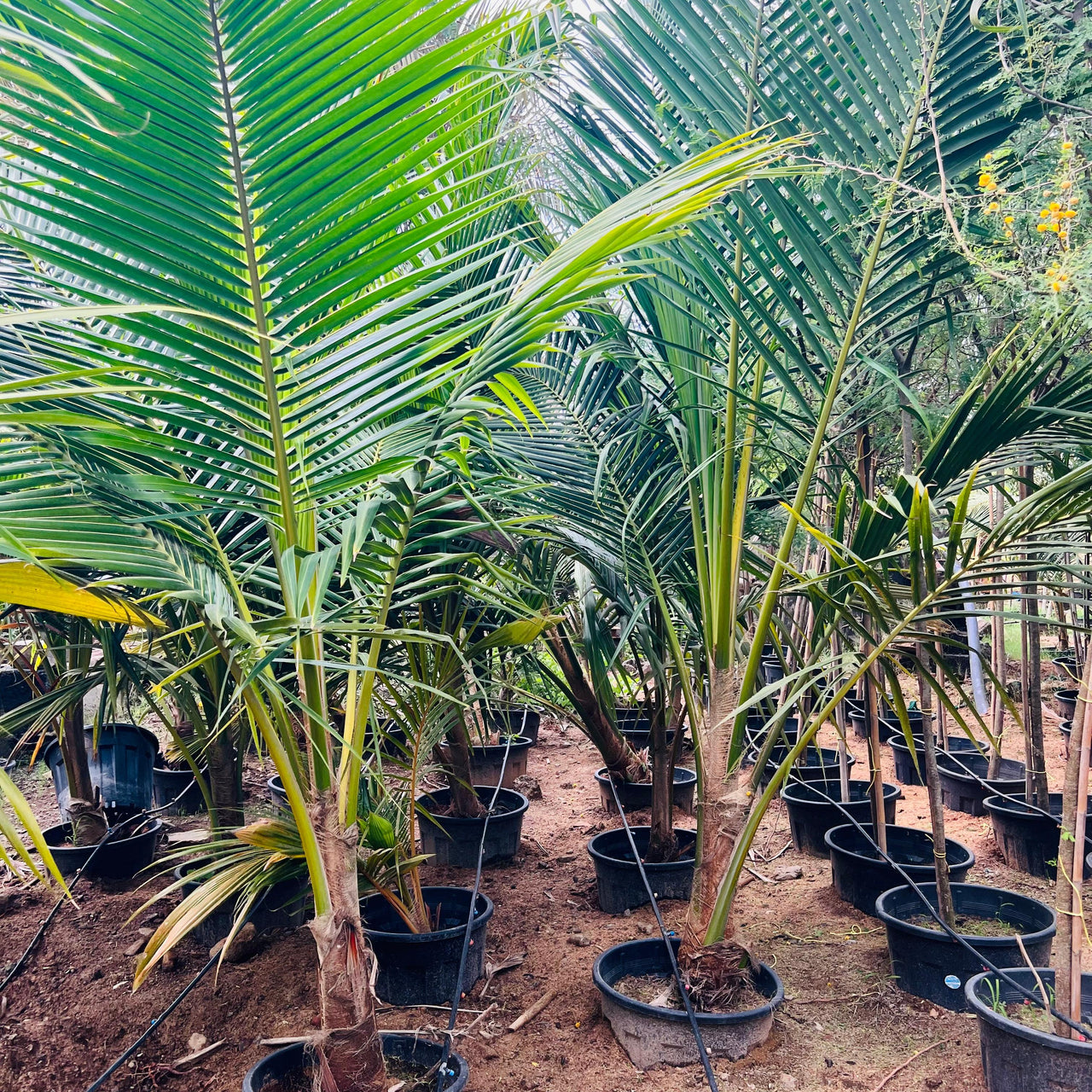 Cocos Nucifera - Coconut Palm