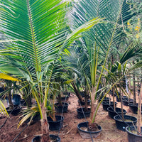 Cocos Nucifera - Coconut Palm
