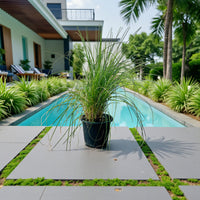 Pennisetum Setaceum – African Fountain Grass – Tender Fountain Grass