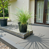 Pennisetum Setaceum – African Fountain Grass – Tender Fountain Grass