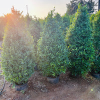 Ficus Nitida Cone Shaped