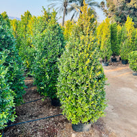 Ficus Nitida Cone Shaped