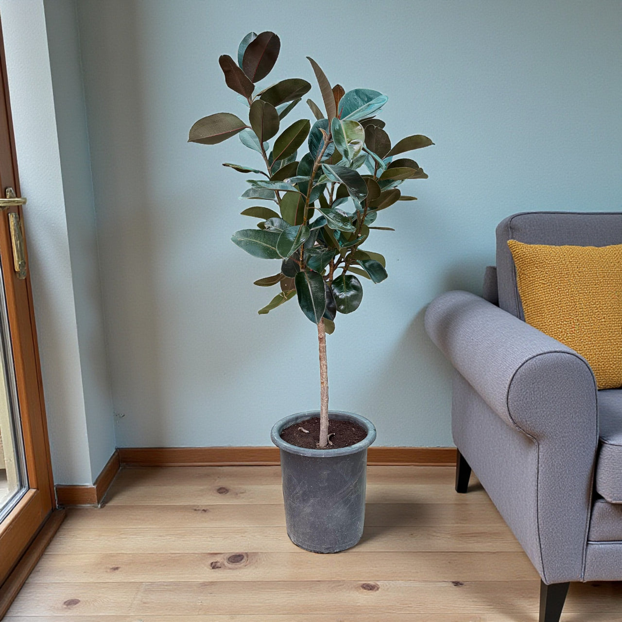 Ficus Elastica  – India Rubber Tree