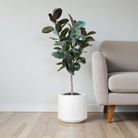 Ficus Elastica  – India Rubber Tree