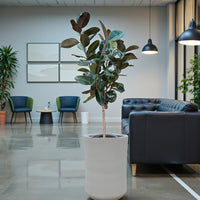 Ficus Elastica  – India Rubber Tree