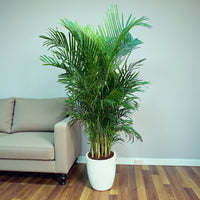 Areca Palm (Chrysalidocarpus Lutescens)