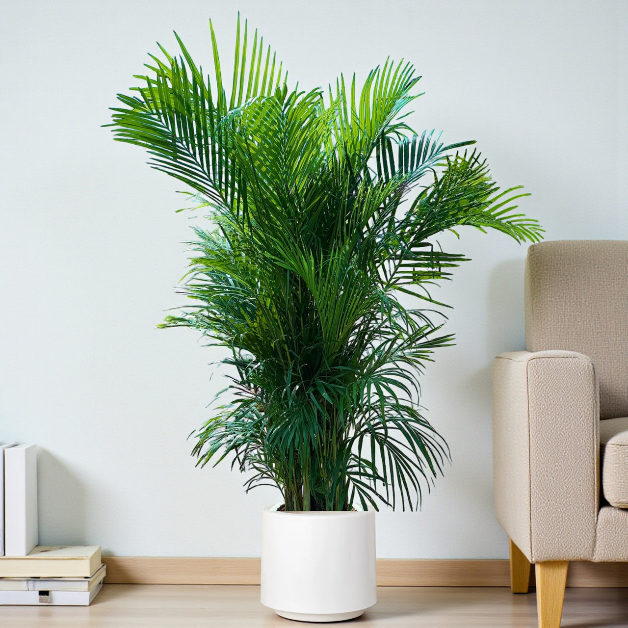 Areca Palm (Chrysalidocarpus Lutescens)