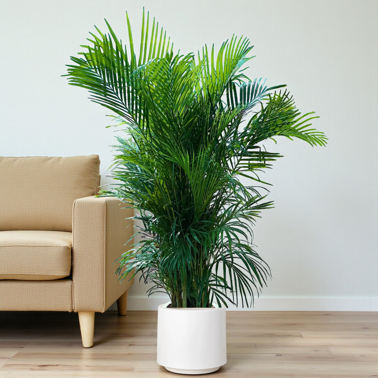 Areca Palm (Chrysalidocarpus Lutescens)