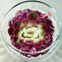 Echeveria Succulent – Pink Colored