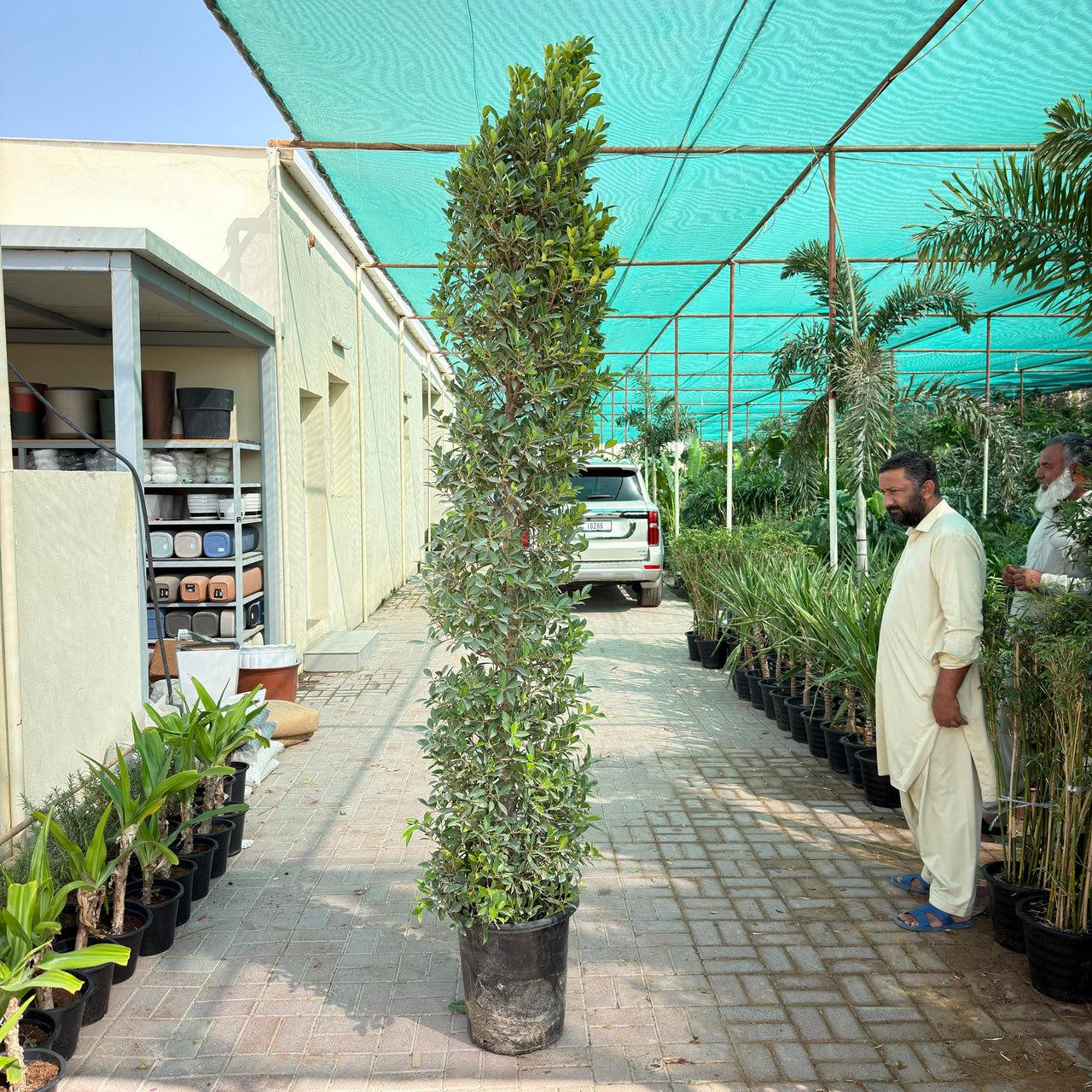 Ficus Nitida Cone Shaped
