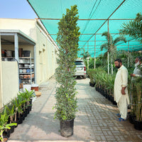 Ficus Nitida Cone Shaped