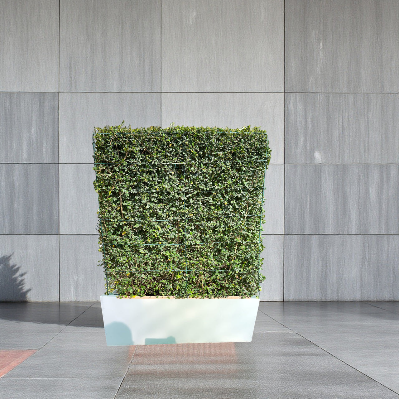 Ehretia Microphylla Hedge 1 x 1 m