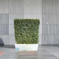 Ehretia Microphylla Hedge 1 x 1 m