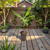 Musa Spp - Banana Tree