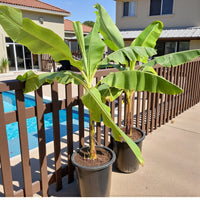 Musa Spp - Banana Tree