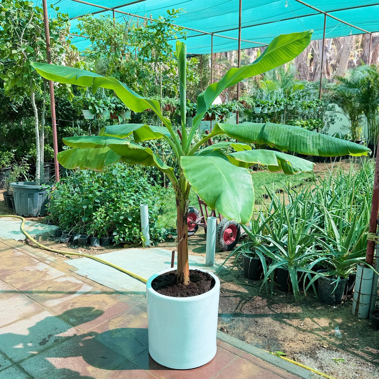Musa Spp - Banana Tree