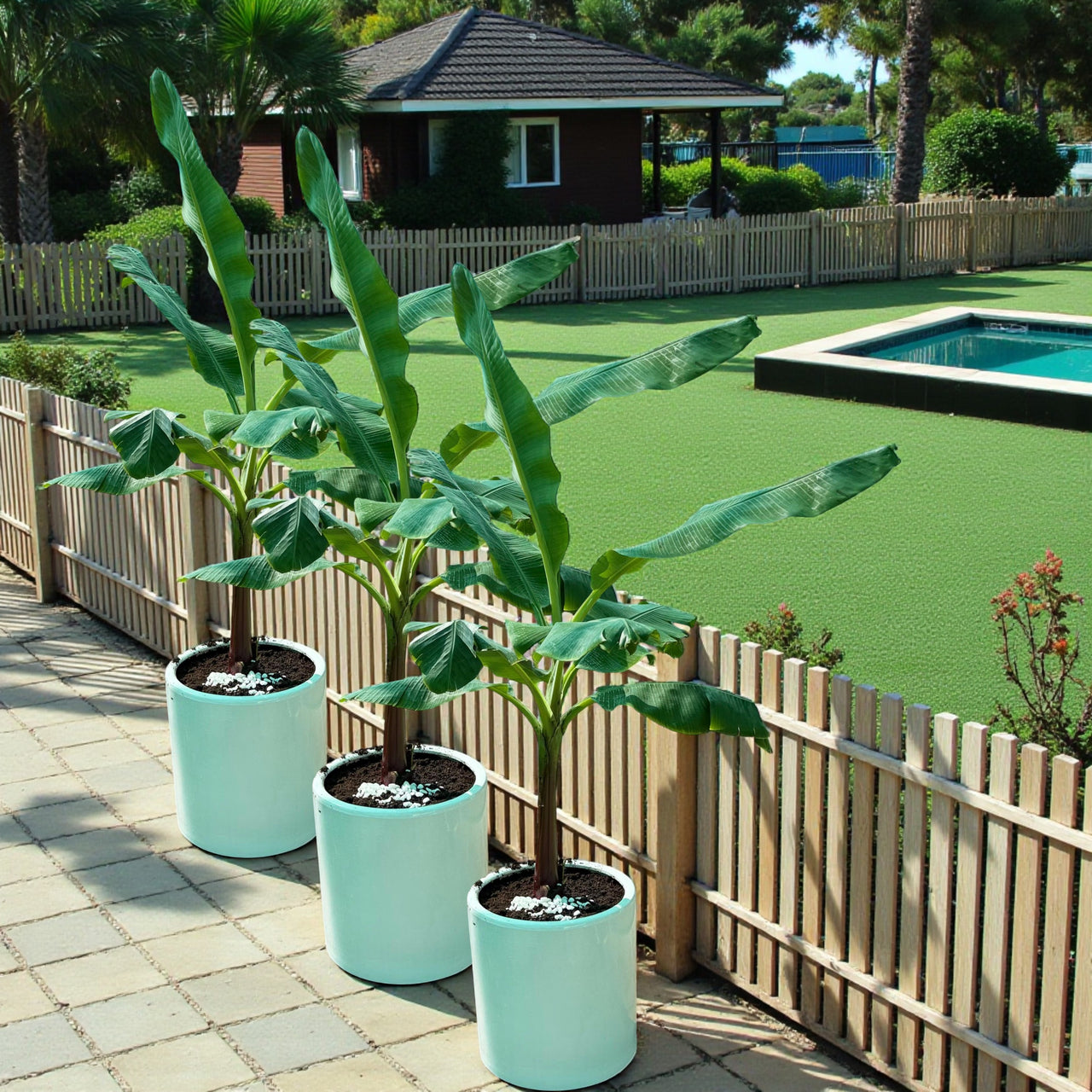 Musa Spp - Banana Tree
