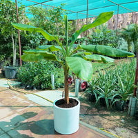 Musa Spp - Banana Tree