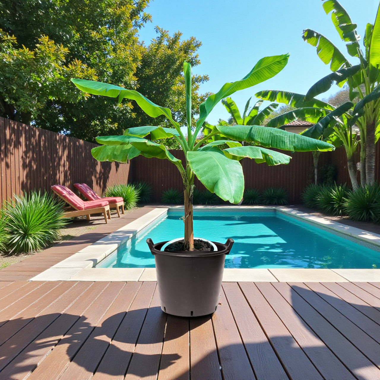 Musa Spp - Banana Tree