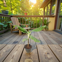 Musa Spp - Banana Tree