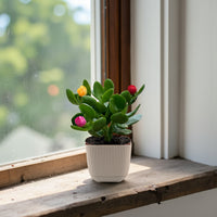 Crassula ovata (Money Tree / Jade Plant) Artifical Flowers