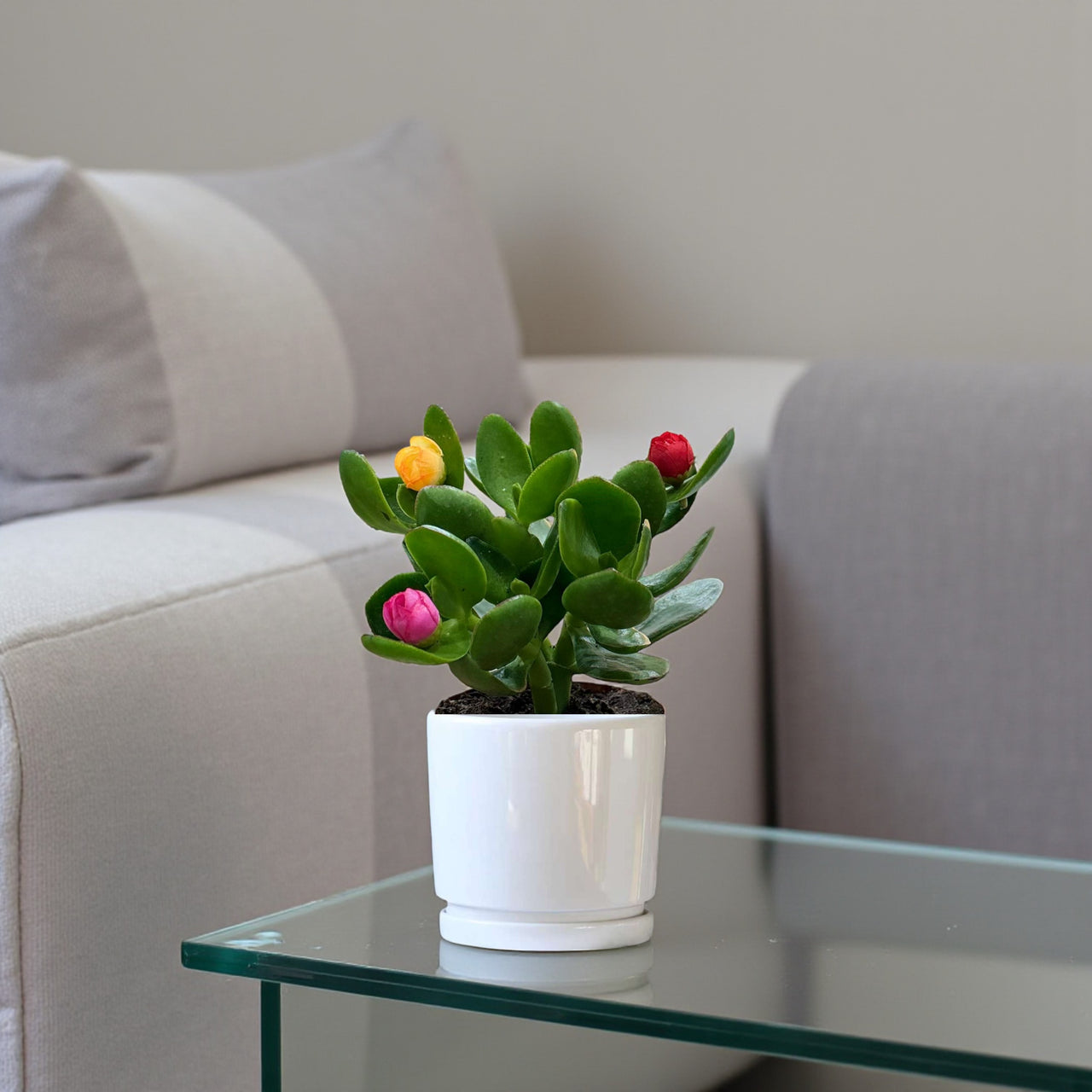 Crassula ovata (Money Tree / Jade Plant) Artifical Flowers