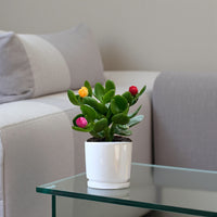 Crassula ovata (Money Tree / Jade Plant) Artifical Flowers