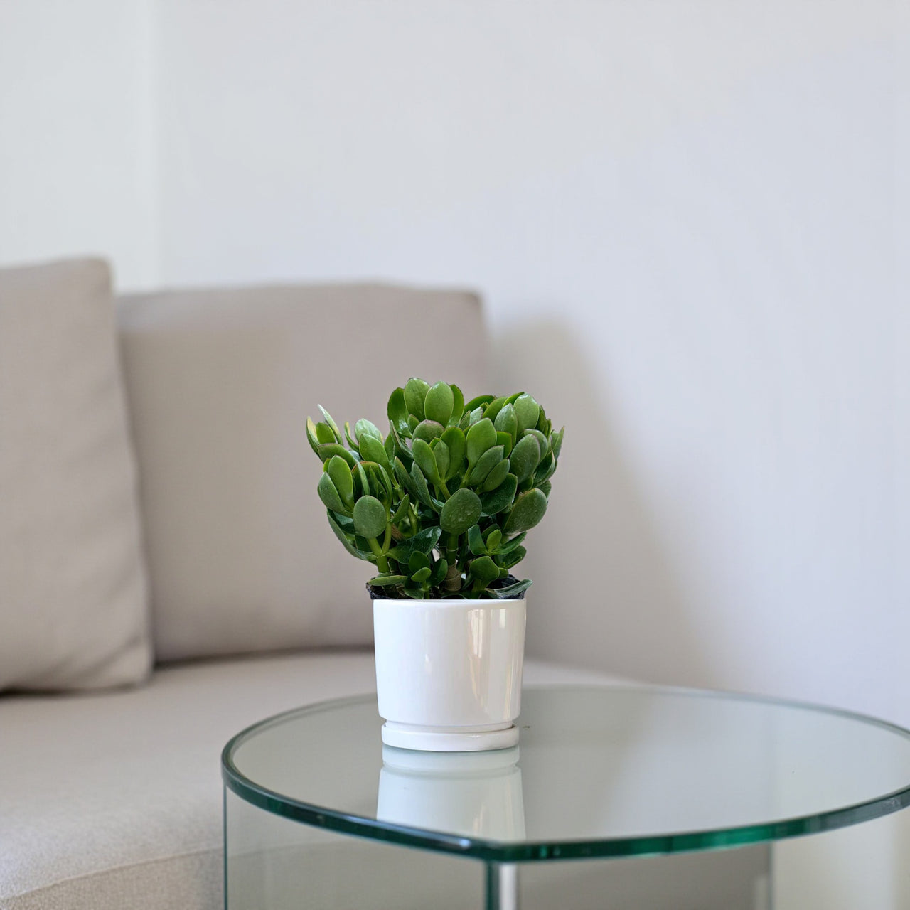 Crassula ovata - Money Tree -Jade Plant