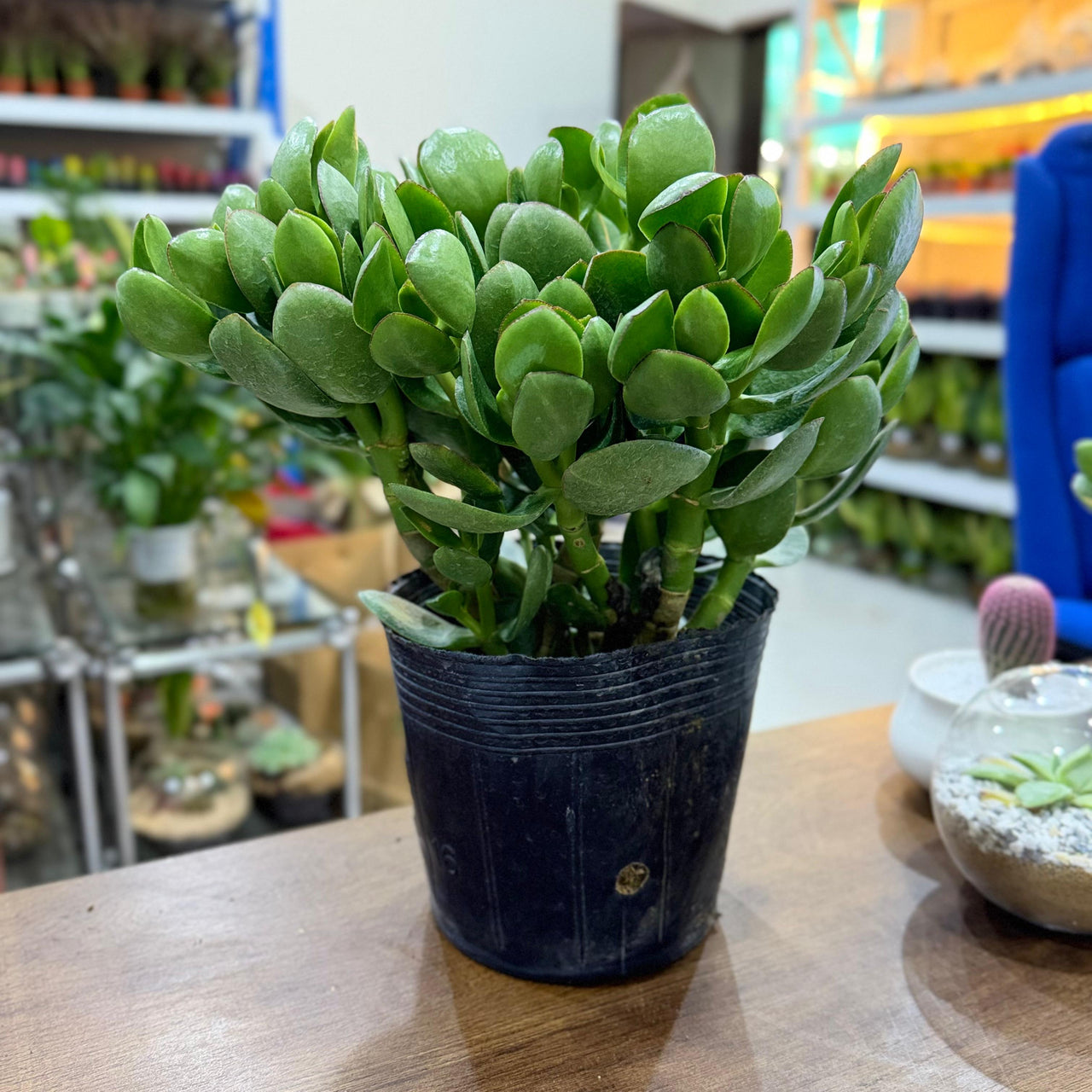 Crassula ovata - Money Tree -Jade Plant