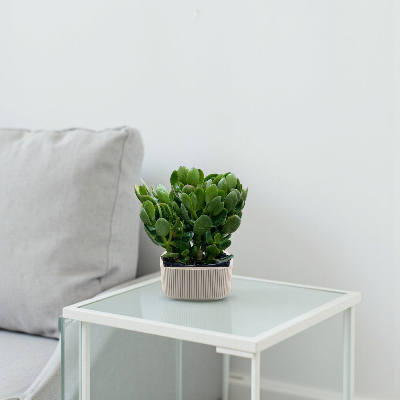 Crassula ovata - Money Tree -Jade Plant