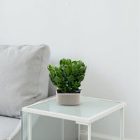 Crassula ovata - Money Tree -Jade Plant