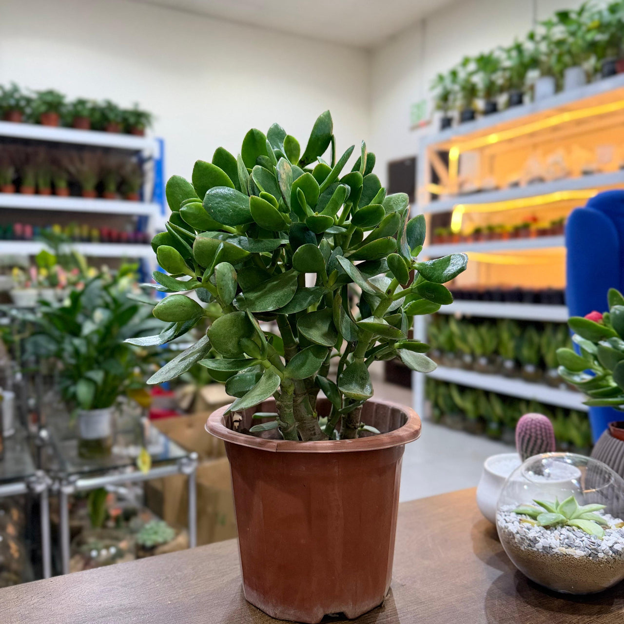 Crassula ovata - Money Tree -Jade Plant
