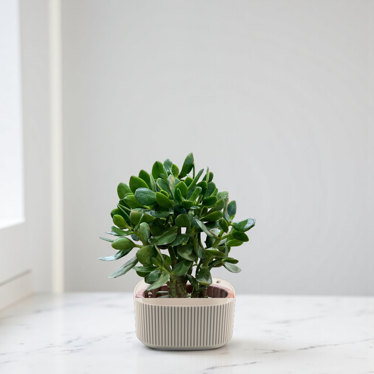 Crassula ovata - Money Tree -Jade Plant