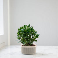 Crassula ovata - Money Tree -Jade Plant