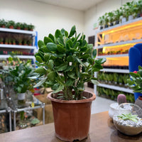 Crassula ovata - Money Tree -Jade Plant