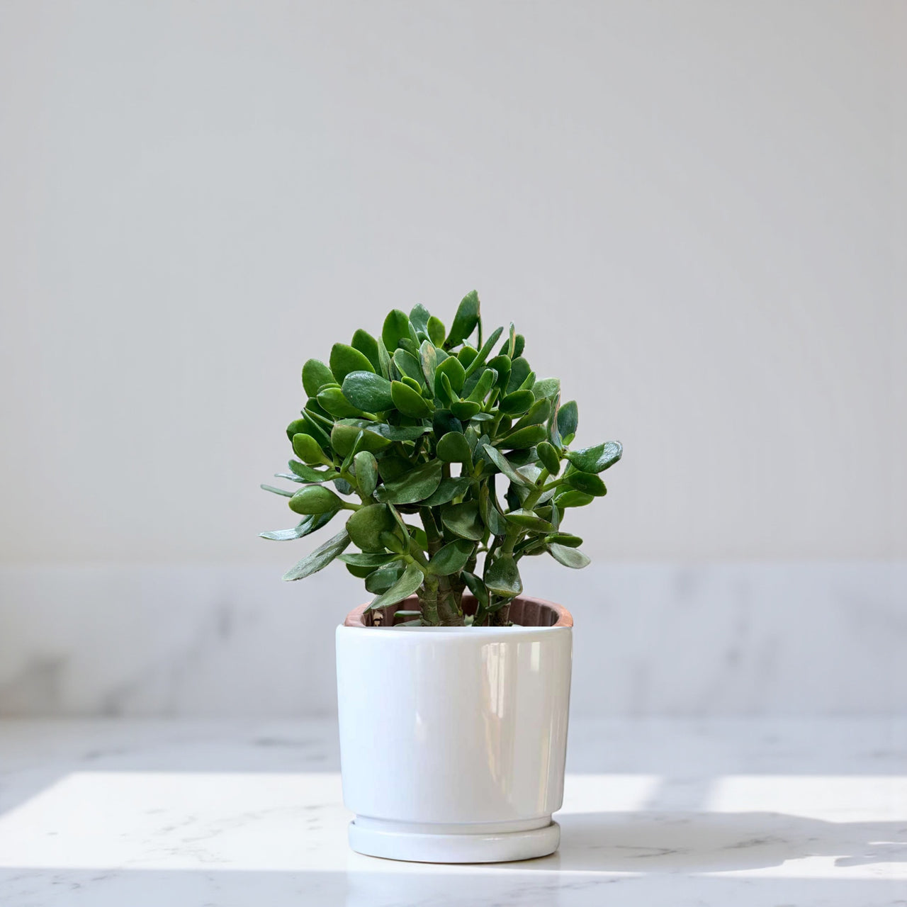 Crassula ovata - Money Tree -Jade Plant