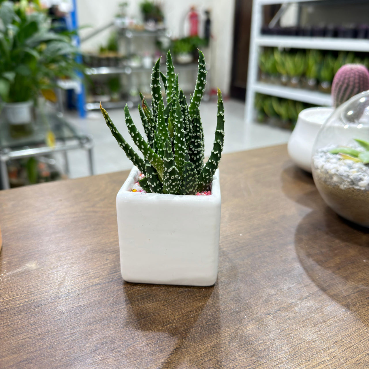 Succulent Random Mix Ceramic