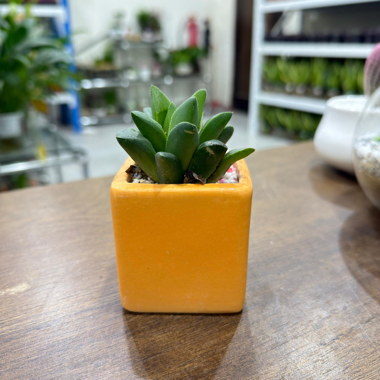 Succulent Random Mix Ceramic